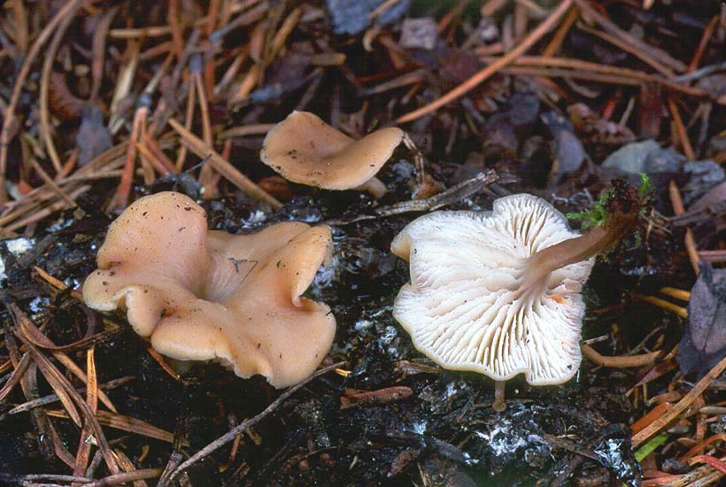 Lentinellus micheneri